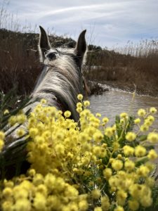 Aventure cheval - Randonnées équestre Var - La Crau