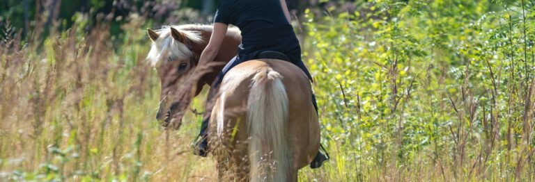 Aventure cheval - Randonnées équestre Var - La Crau