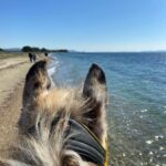 Aventure cheval - Randonnées équestre Var - La Crau