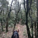 Aventure cheval - Randonnées équestre Var - La Crau